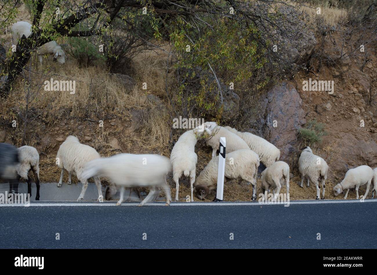 Flock of sheep grazing on the roadside. Stock Photo