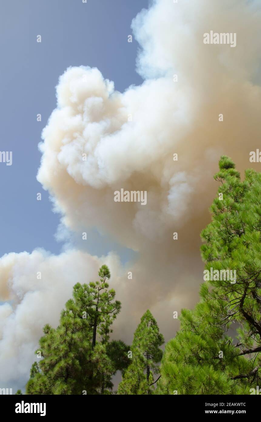Forest fire in a forest of Canary Island pine. Stock Photo