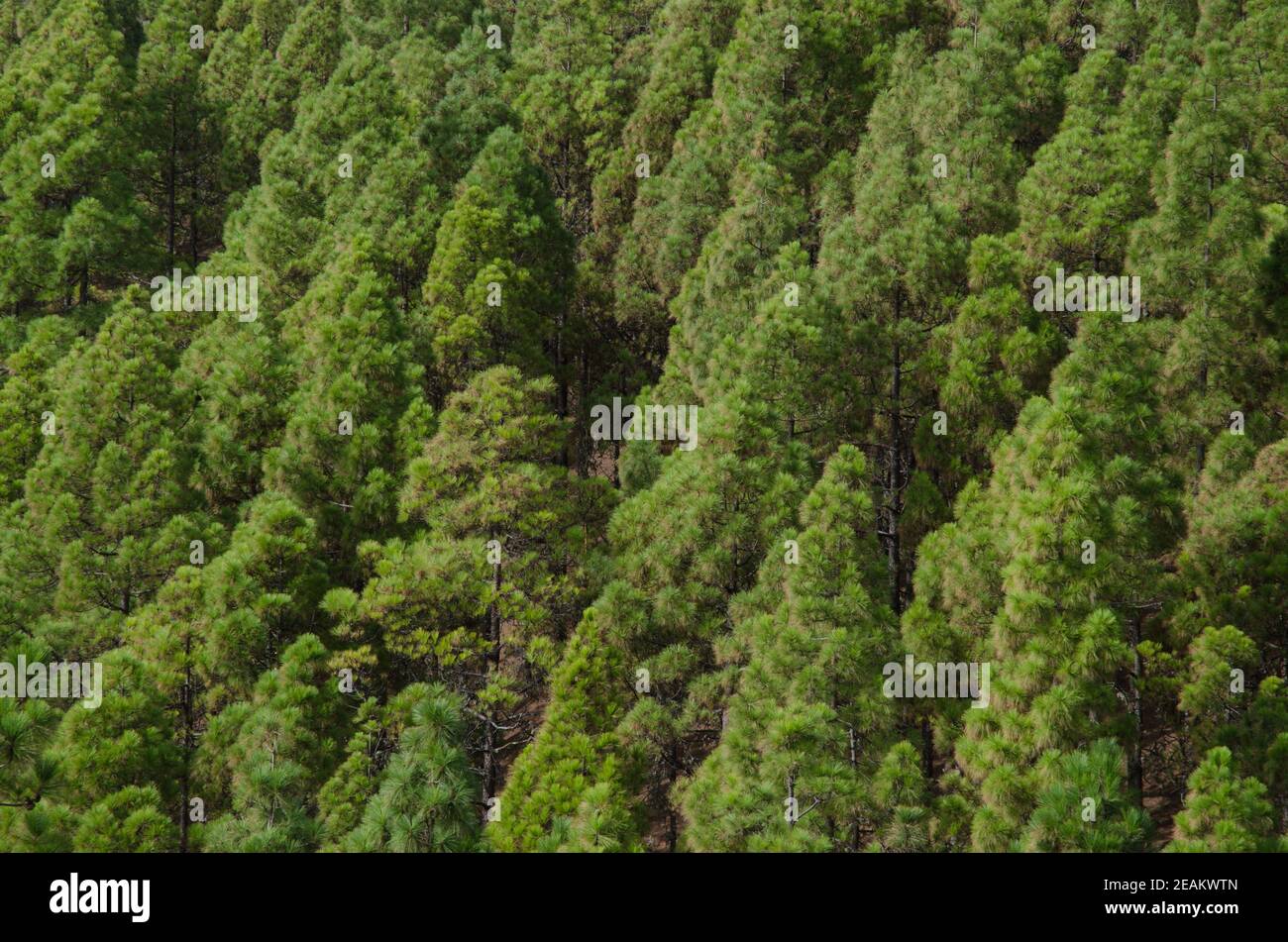 Forest of Canary Island pine Pinus canariensis. Stock Photo