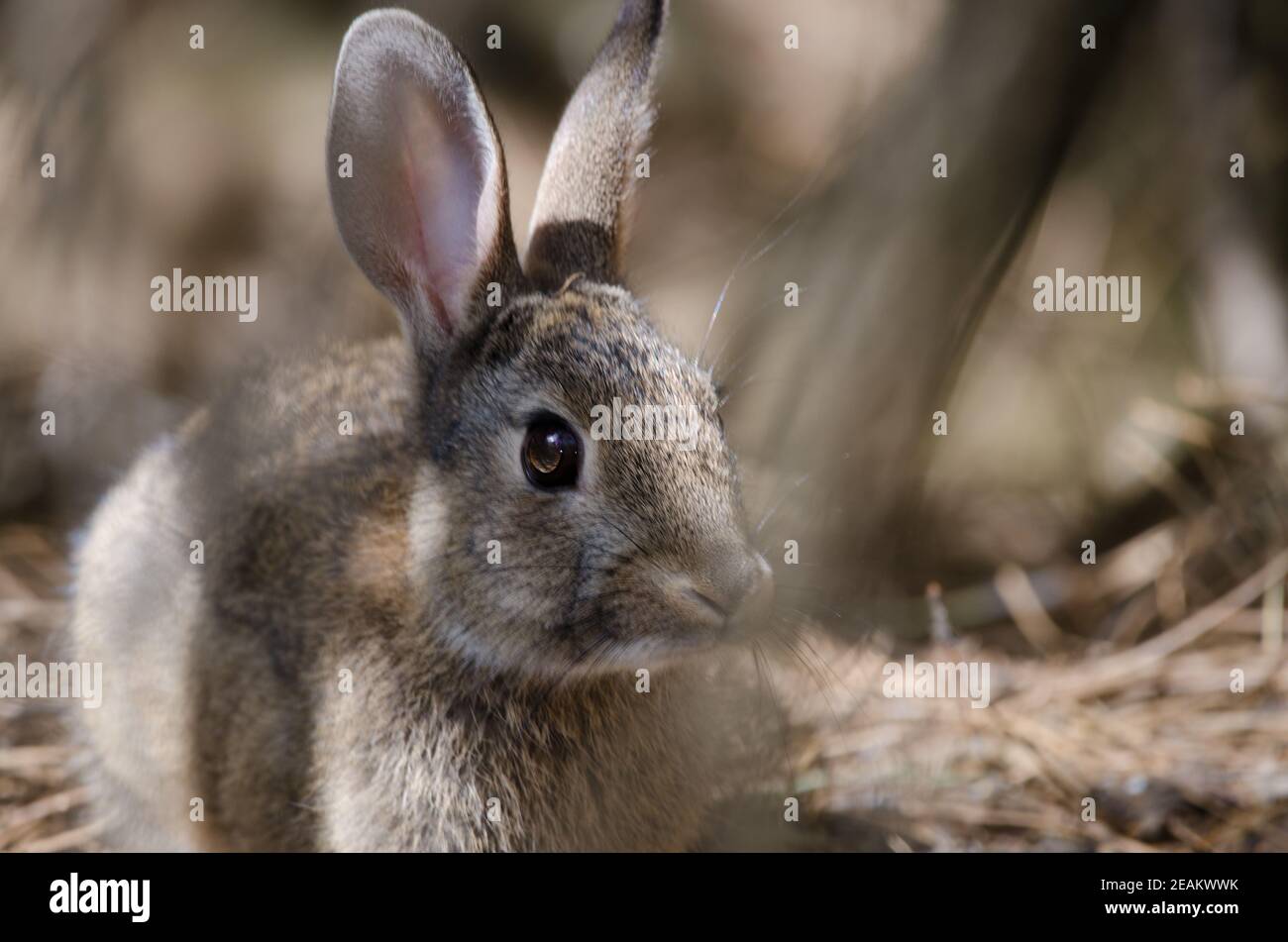 European rabbit Oryctolagus cuniculus in The Nublo Rural Park. Stock Photo