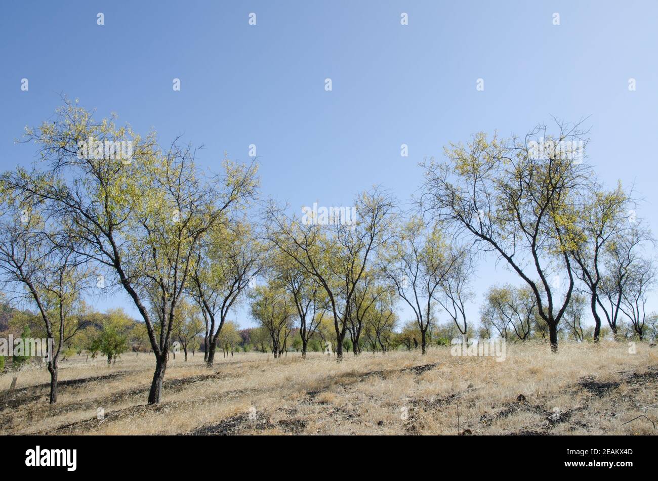 Apple trees in the Llanos de La Pez. Stock Photo