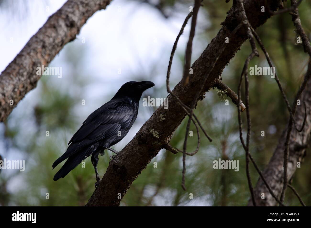 Canary Islands raven on a tree branch. Stock Photo