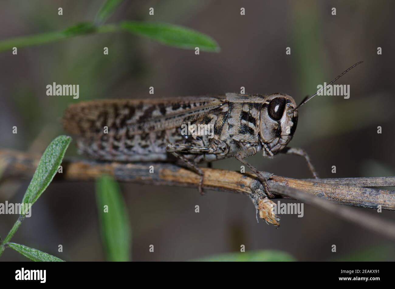 Canarian pincer grasshopper Calliptamus plebeius on a branch. Stock Photo