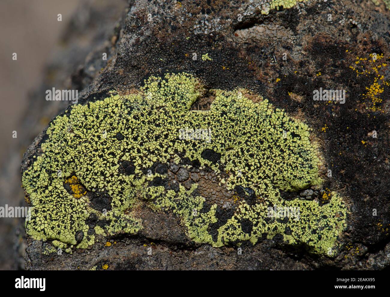 Map lichen Rhizocarpon geographicum on a rock. Stock Photo