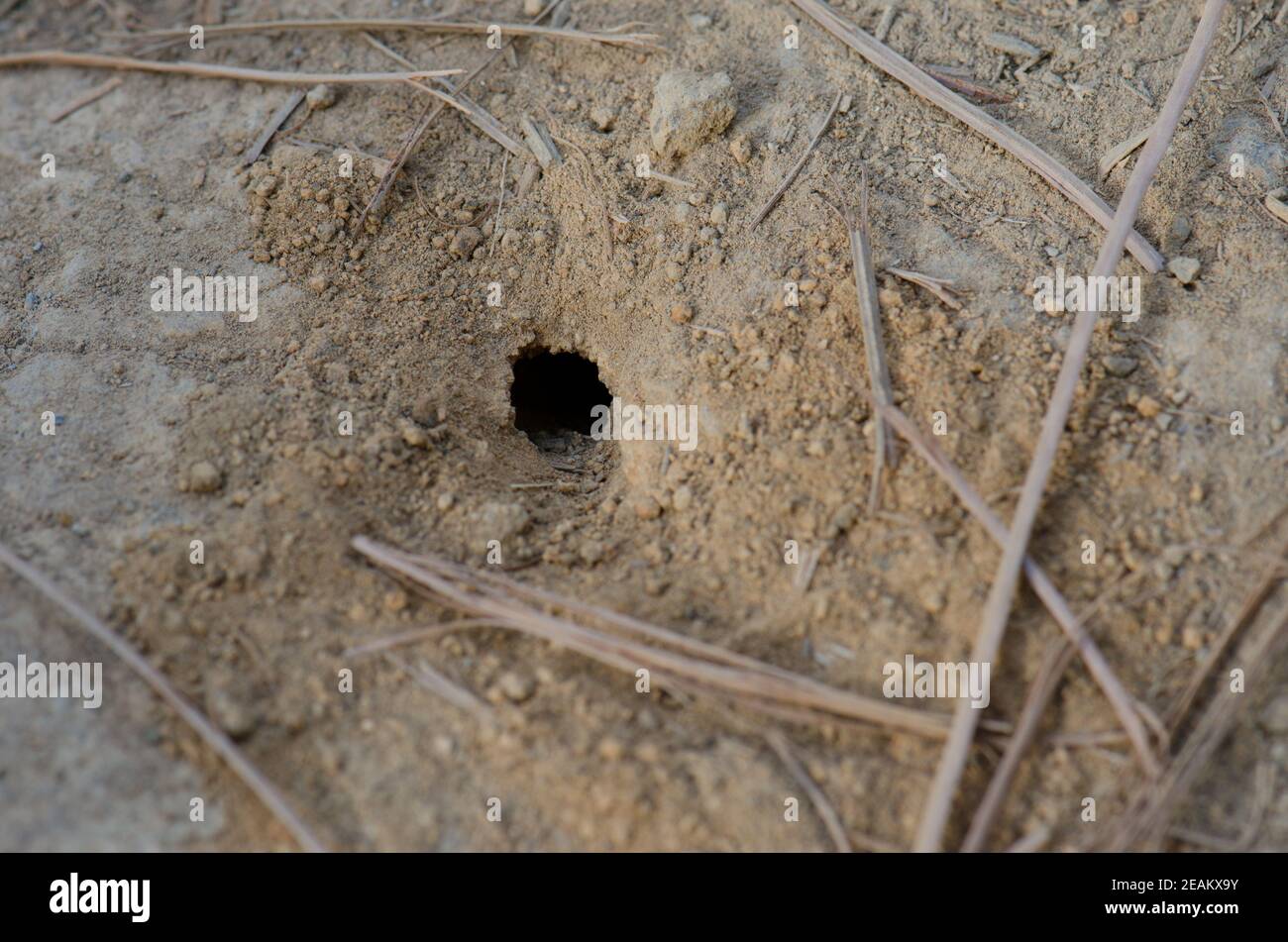 Wasp nest on the ground in The Nublo Rural Park. Stock Photo