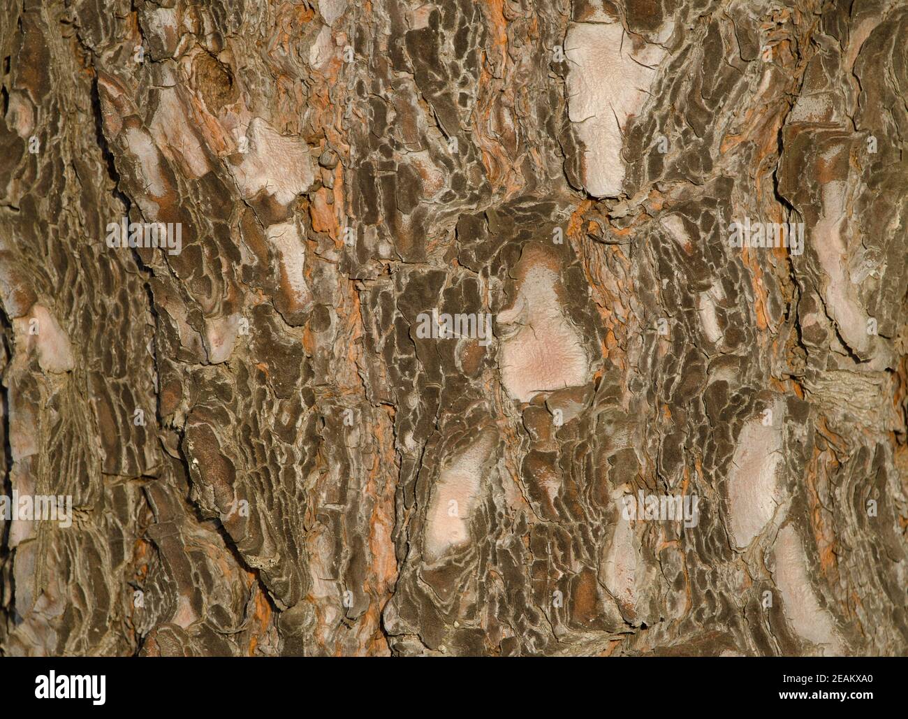 Bark of Canary Island pine Pinus canariensis. Stock Photo