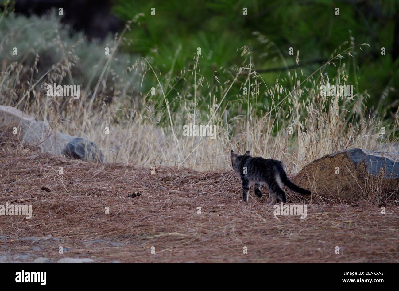 Feral Cat High Resolution Stock Photography and Images - Alamy