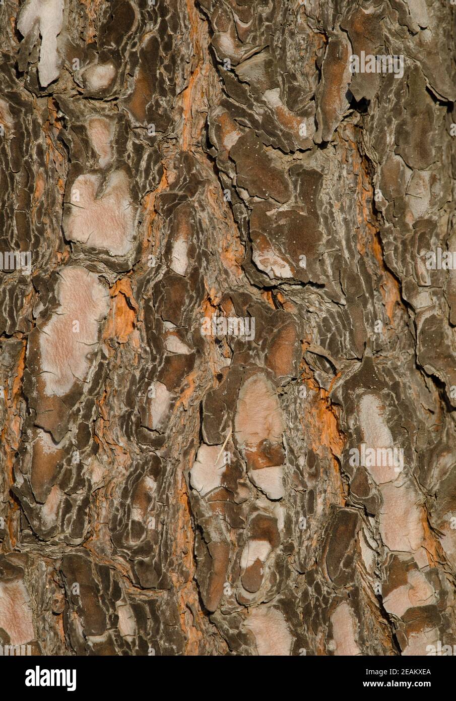 Bark of Canary Island pine Pinus canariensis. Stock Photo