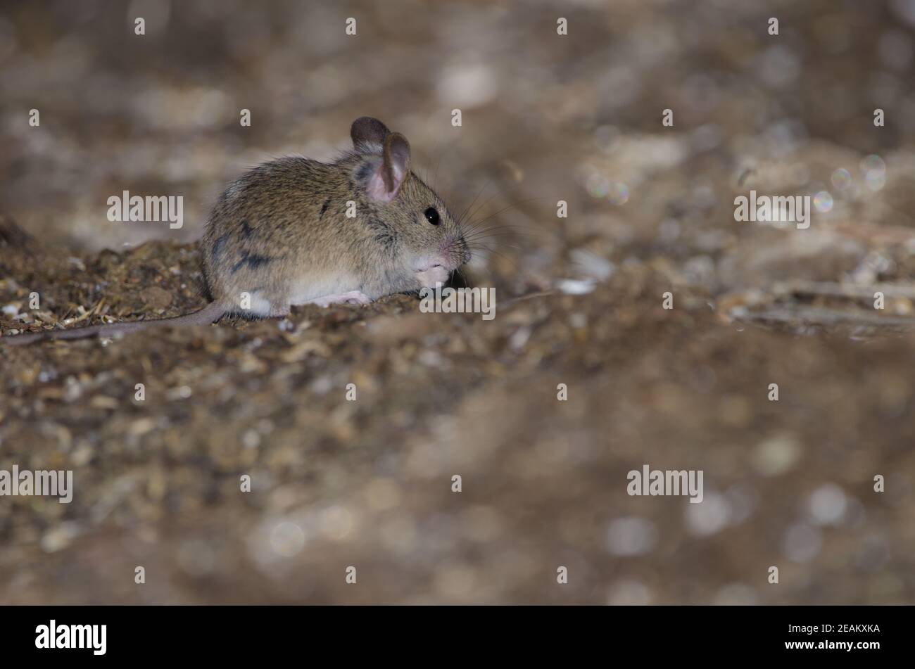 House mouse eating in The Nublo Rural Park. Stock Photo