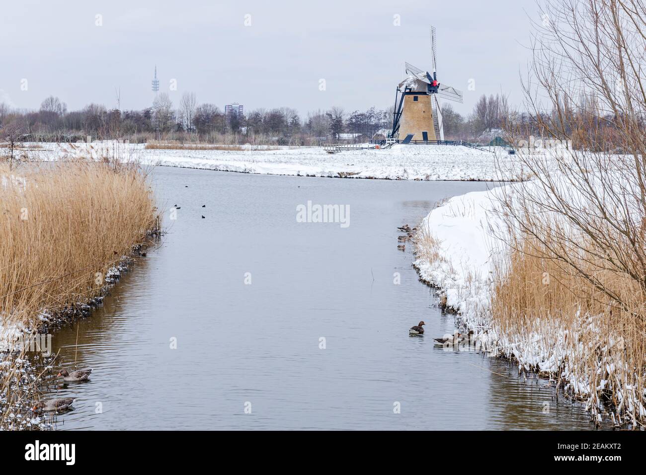 Windmill Pendrechtse molen in snow during winter. Historic mill in the Dutch town of Barendrecht near Rotterdam. Stock Photo