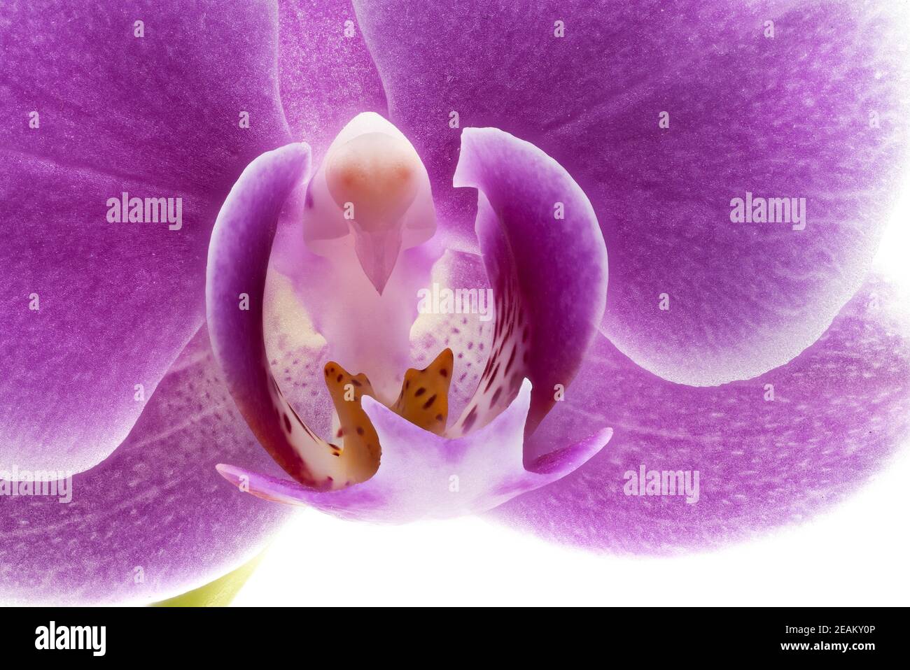 Orchid Purple Close Up Stock Photo