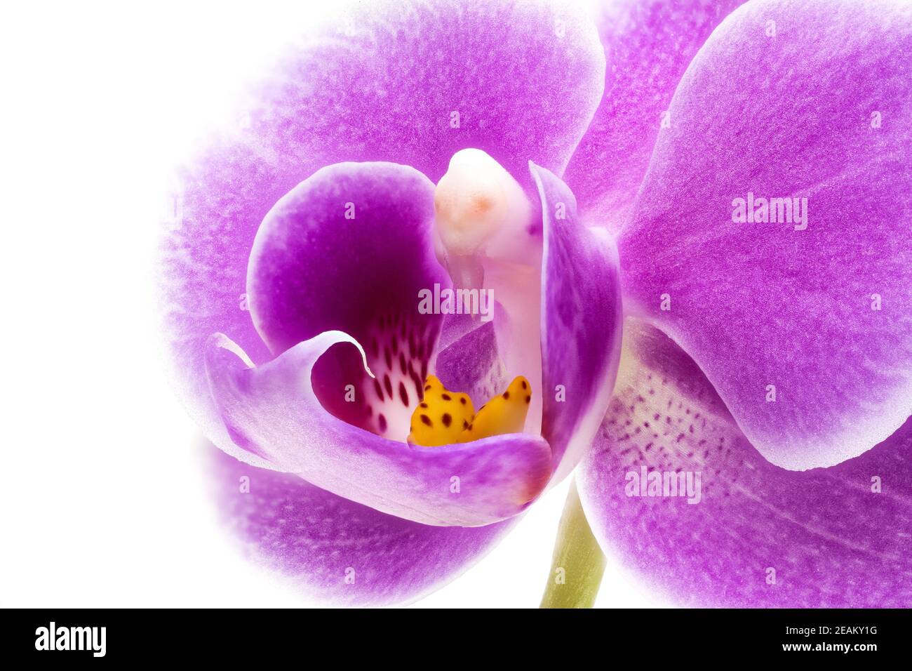 Orchid Purple Close Up Stock Photo