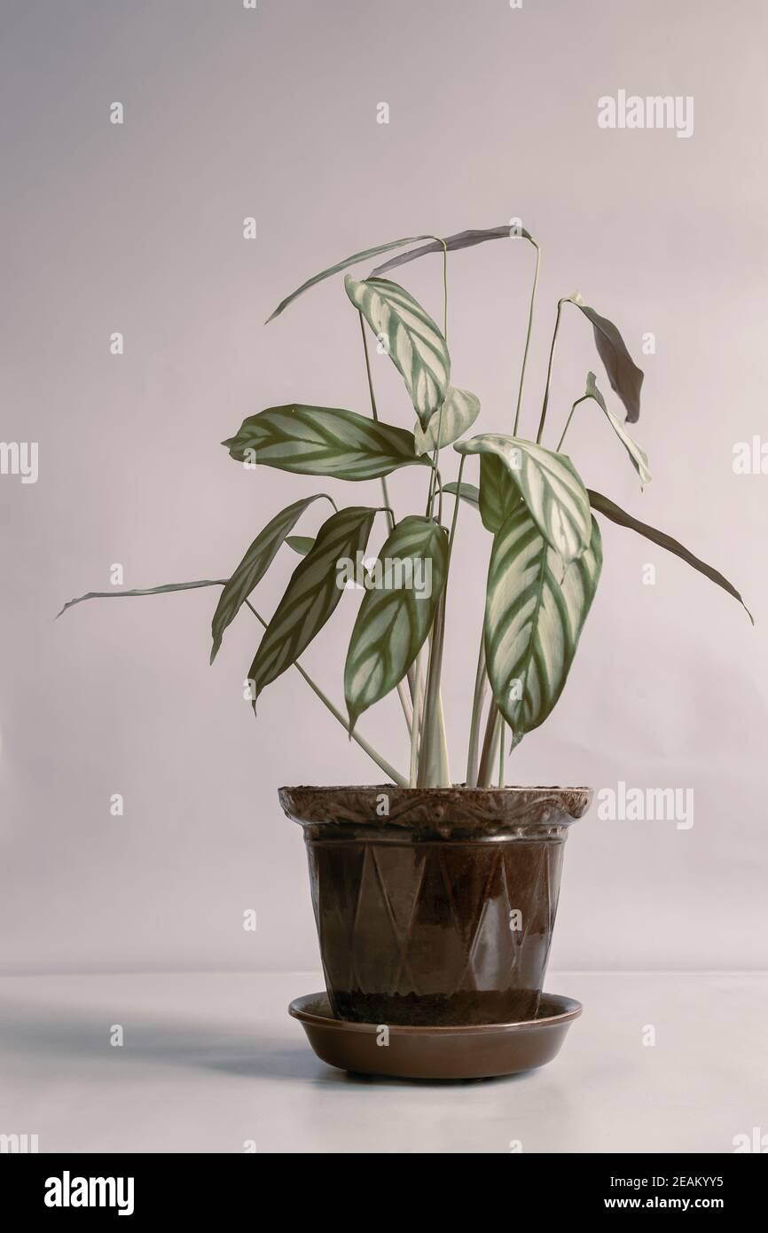 Beautiful indoor flower in a pot on the table Stock Photo
