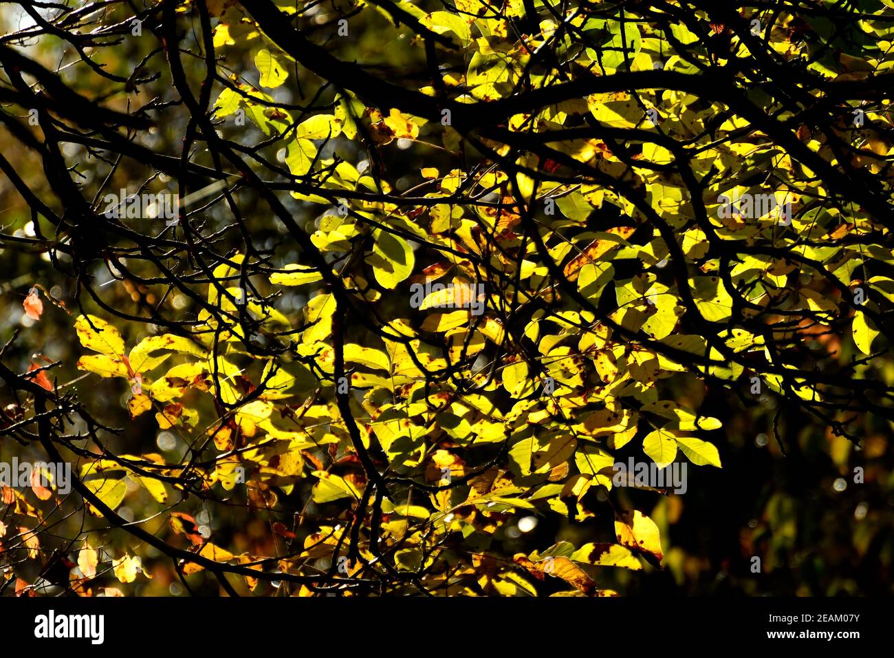 autumnal colored leaves in backlit Stock Photo