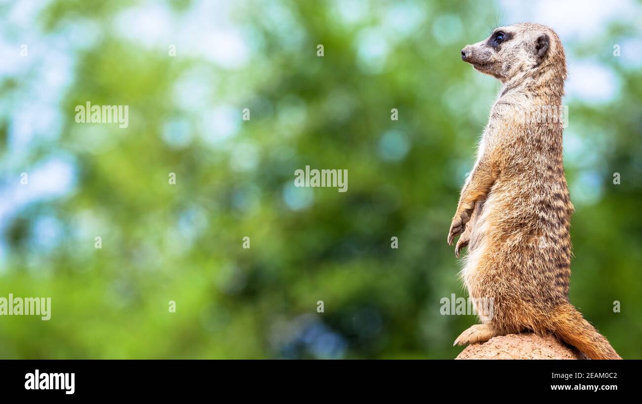 Meerkat surveillance and vigilance. Control of the territory, alert and protection of the group. Stock Photo