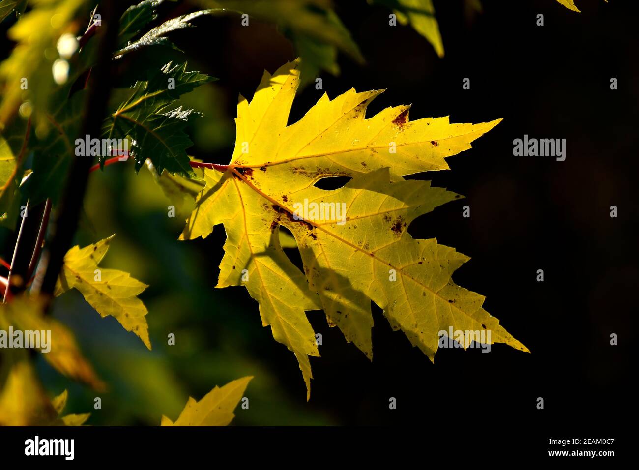 autumnal colored maple leaf in backlit Stock Photo