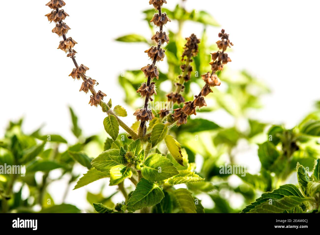Holy basil with ripe seeds Stock Photo