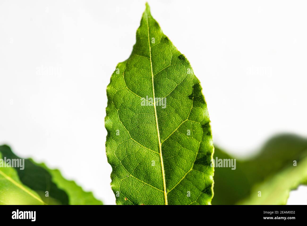Laurel, fresh green leaf in a closeup with white background Stock Photo