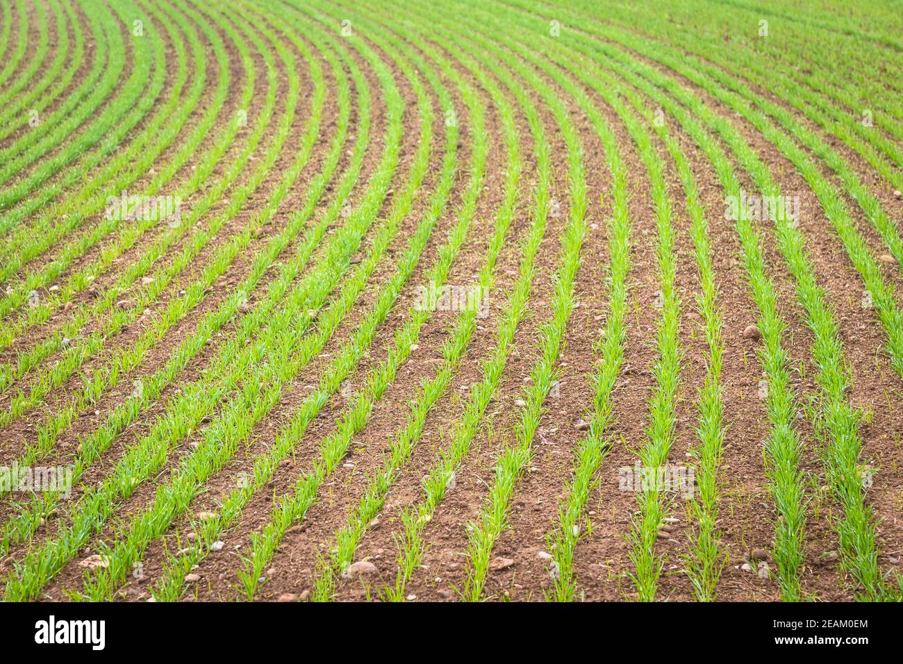 Natural environment background. Farmland detail with growing cultivation. Stock Photo