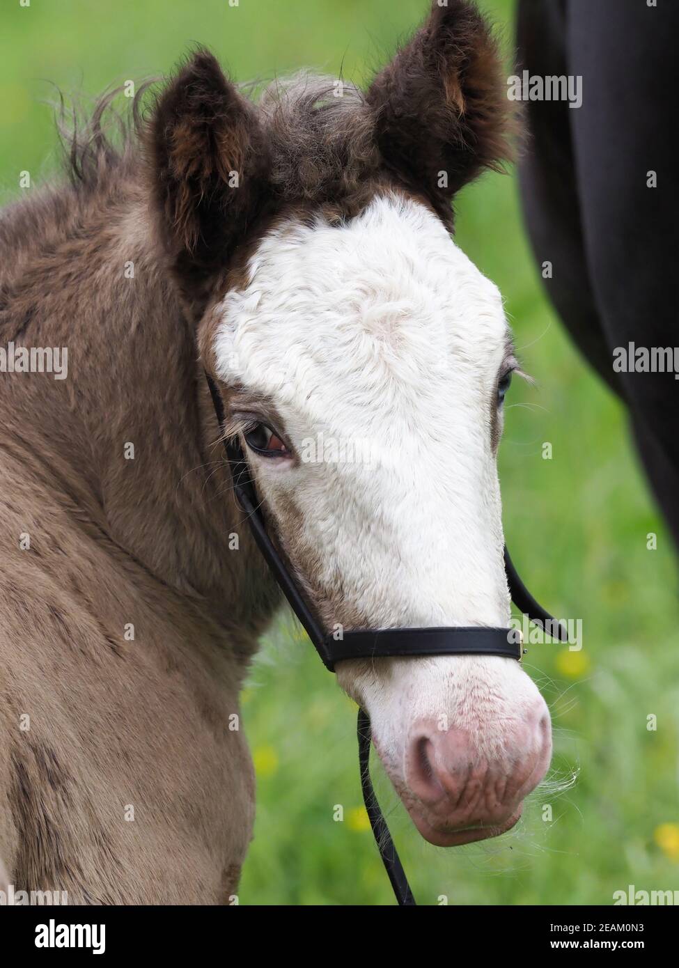 A head shot of a cute cob foal in a foal slip. Stock Photo