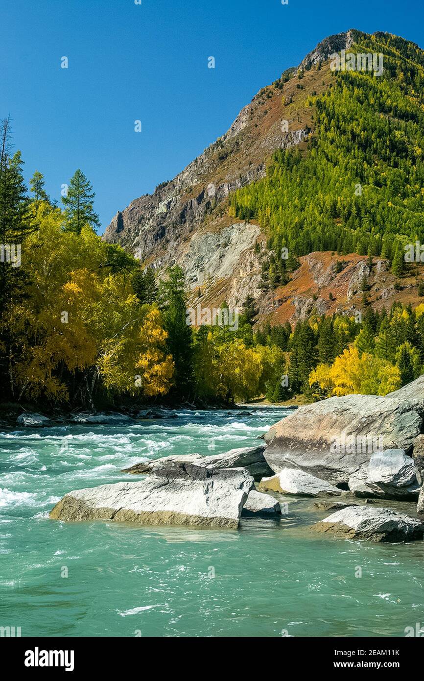 mountain river flows over the rocks. The rivers are altai. Nature is altai. Stock Photo