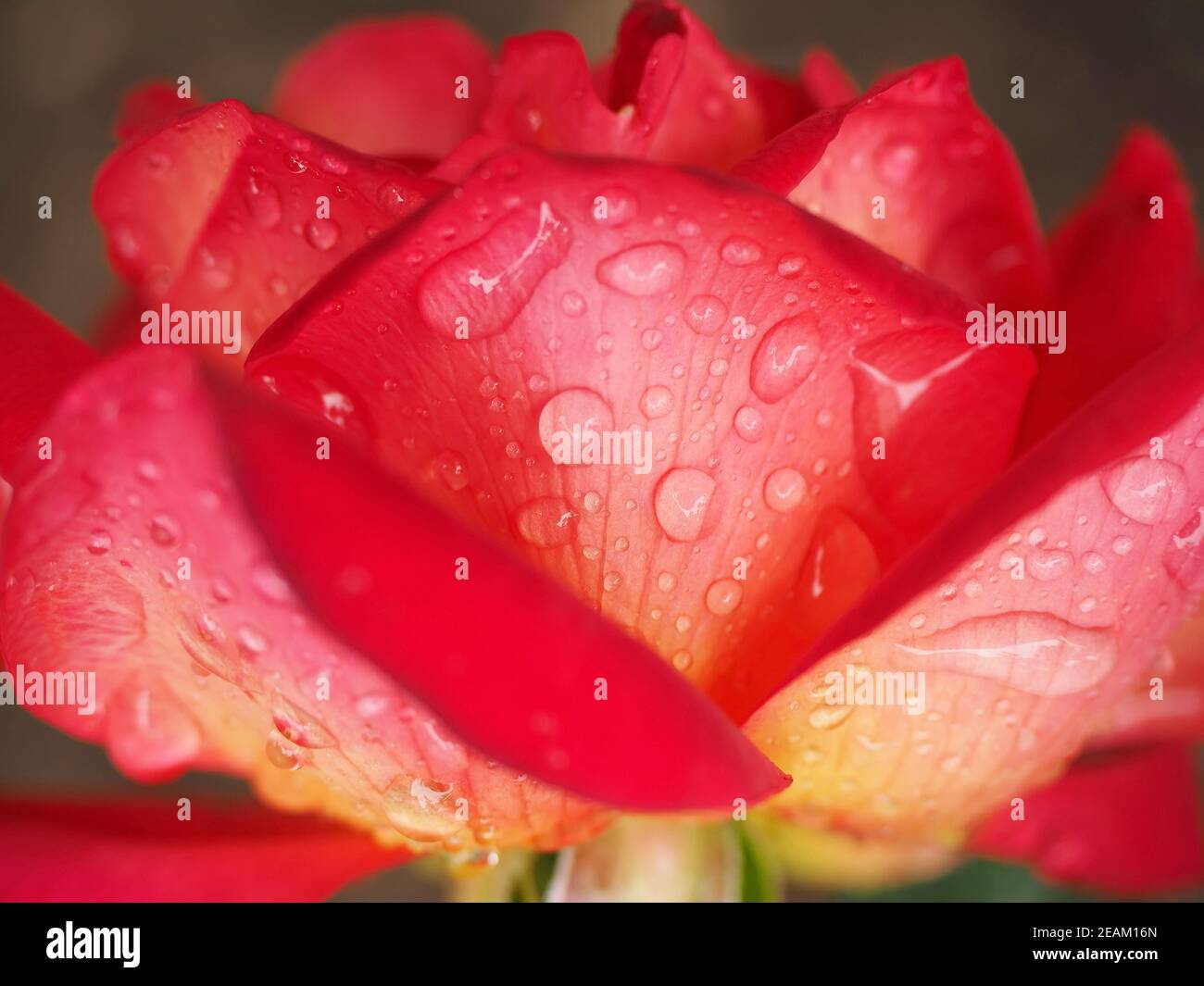 Red rose with drops close up Stock Photo
