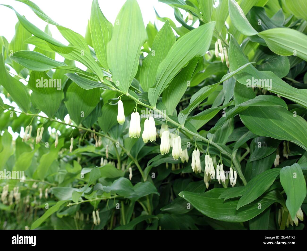 VielblÃ¼tige WeiÃŸwurz (Polygonatum multiflorum), blÃ¼hende Pflanze Stock Photo