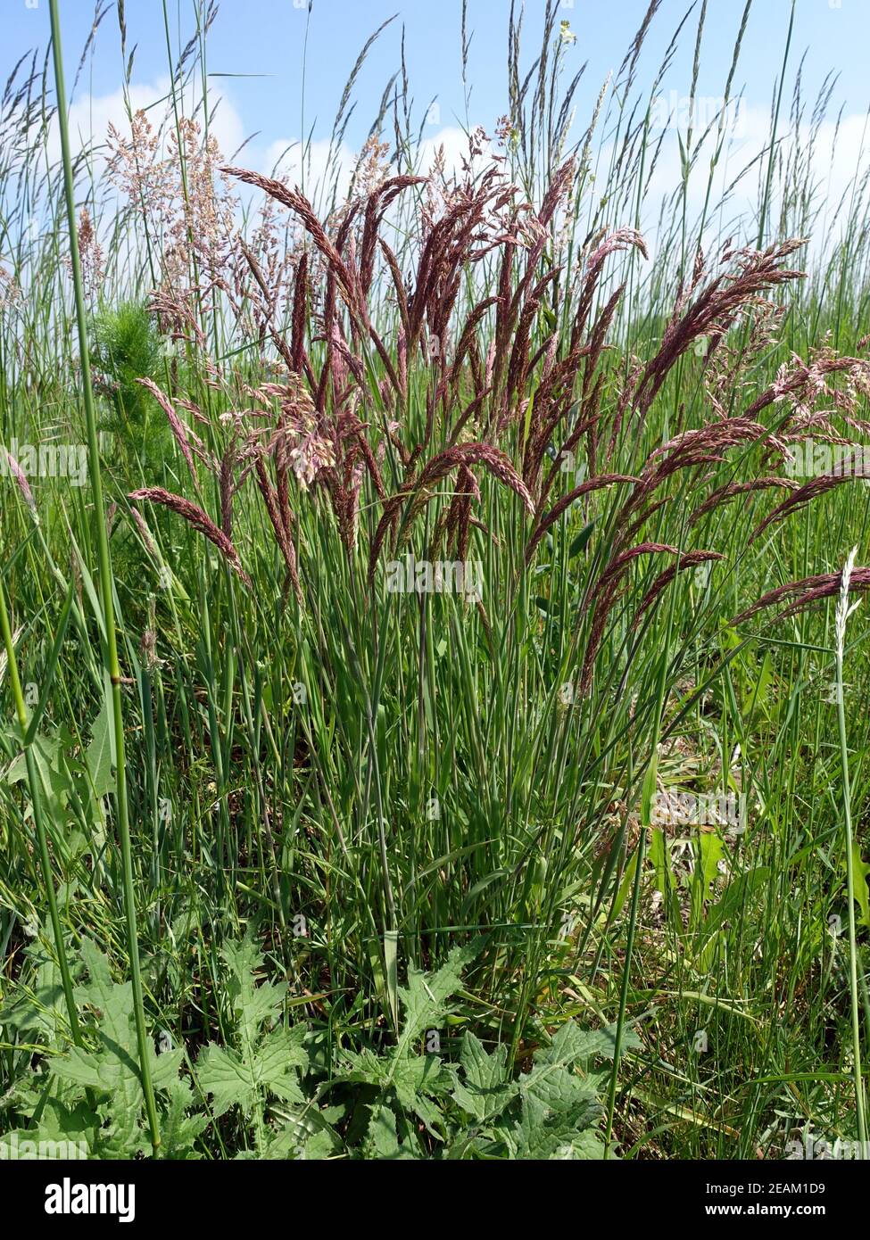 tufted grass or meadow soft grass (Holcus lanatus) - flowering plant Stock Photo