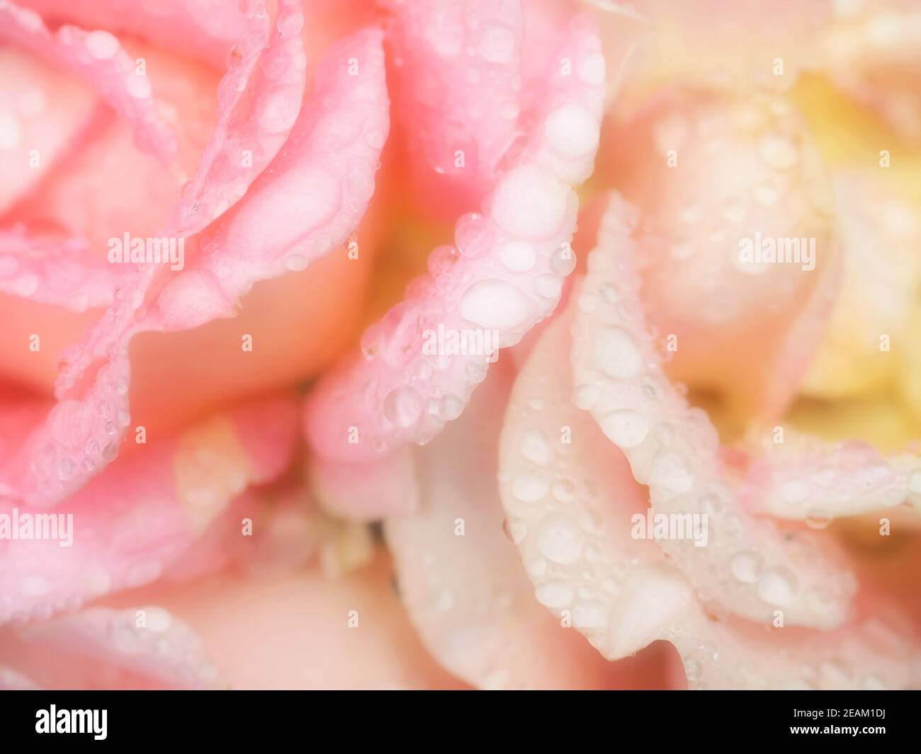 Pink roses with drops close up Stock Photo