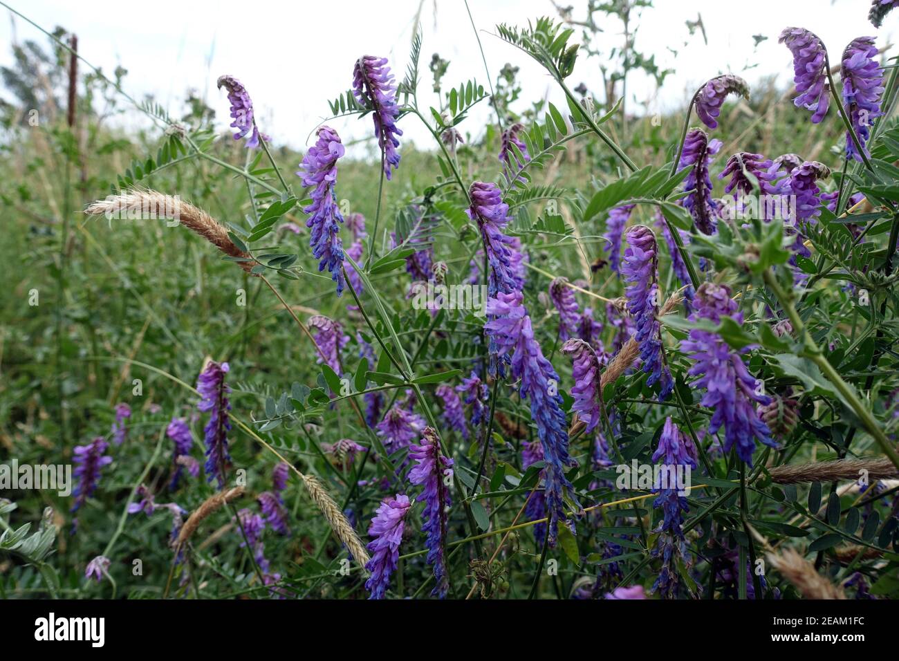tufted vetch, cow vetch, bird vetch, blue vetch or boreal vetch (Vicia cracca), flowering plant Stock Photo