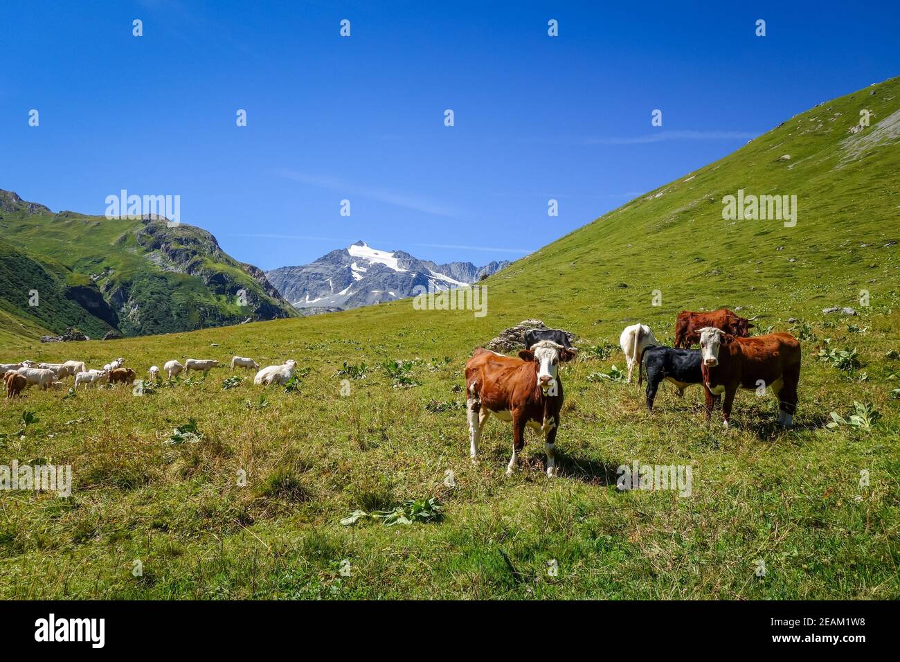 Cows in alpine pasture, Pralognan la Vanoise, French Alps Stock Photo