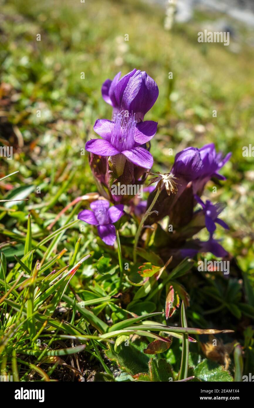 Field gentian, gentianella campestris, in Savoie, France Stock Photo