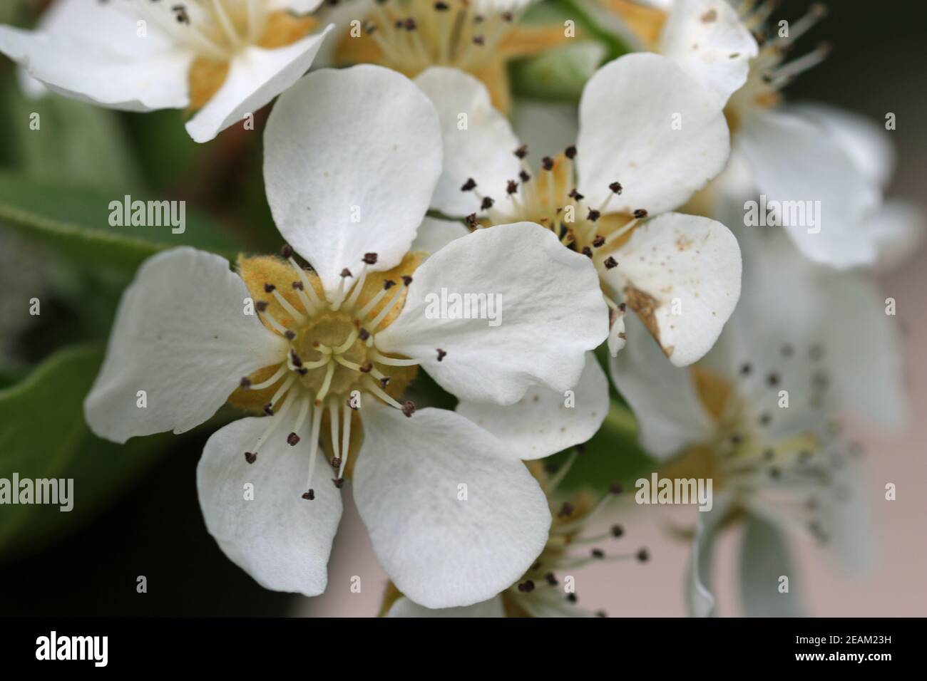 Pear tree blossom close up Stock Photo