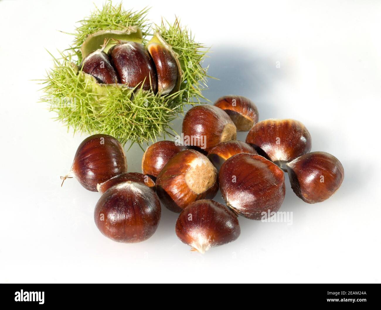 Chestnut on white background Stock Photo