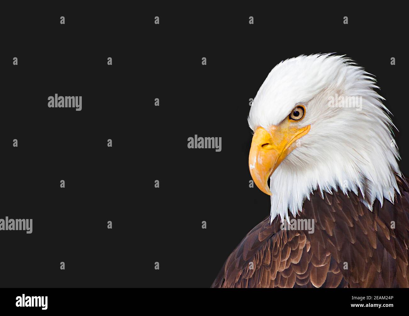 Bald Eagle - Haliaeetus leucocephalus in front of a black background ...