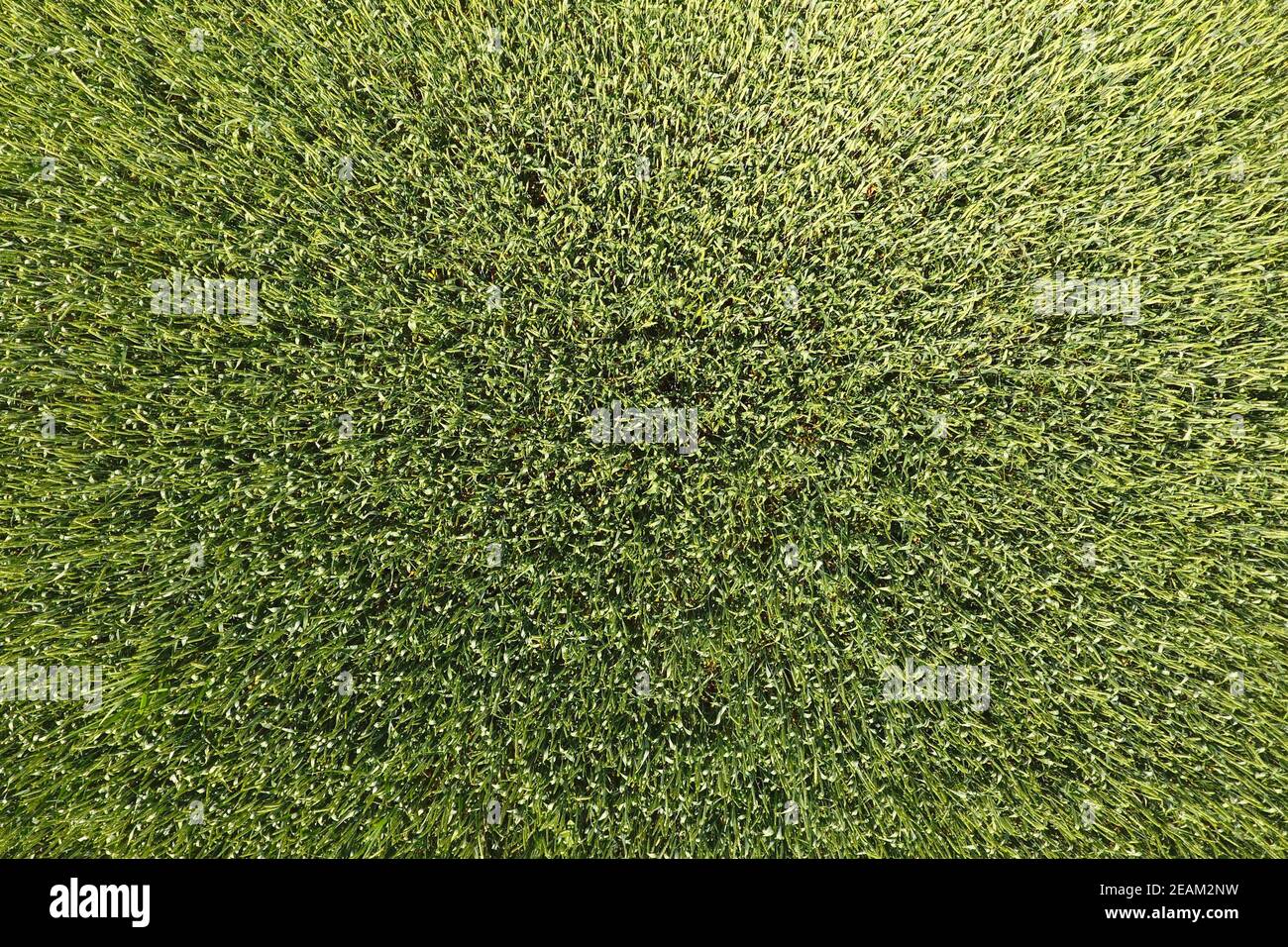 Green wheat in the field, top view with a drone. Texture of whea Stock Photo