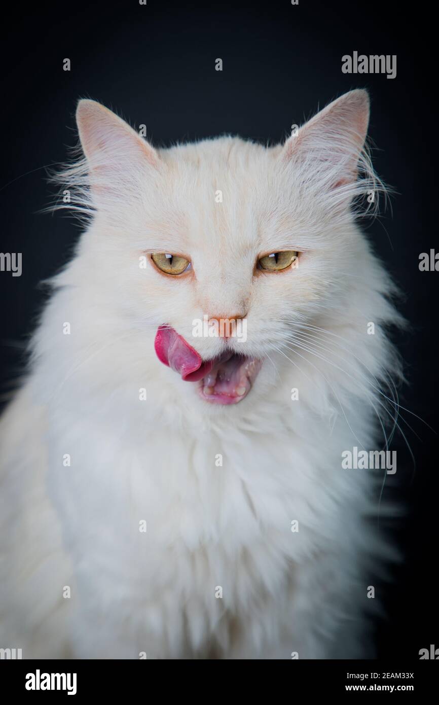Siberian cat licking lips portrait Stock Photo Alamy