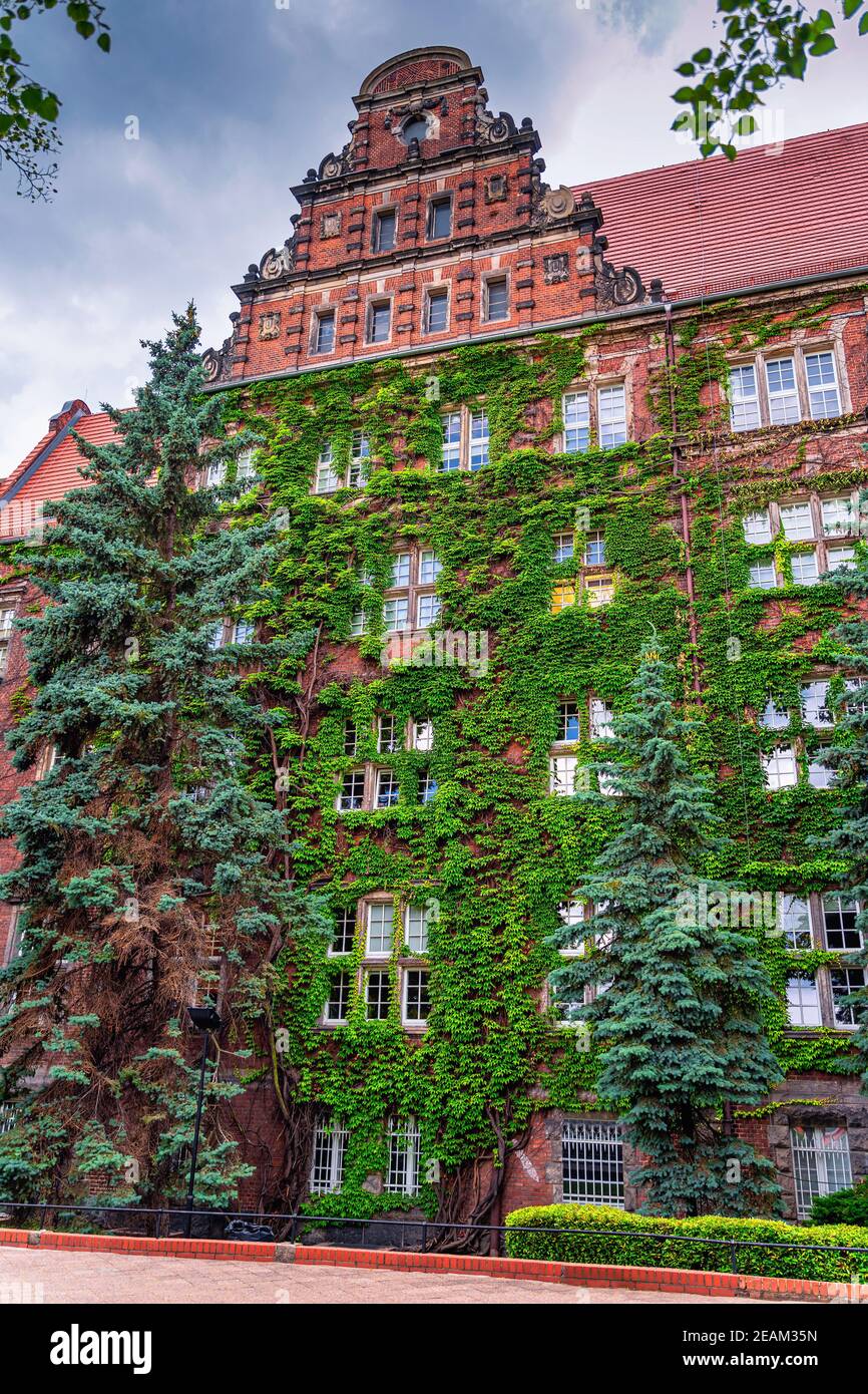 Green ivy covering old walls of The Maritime University of Szczecin Stock Photo