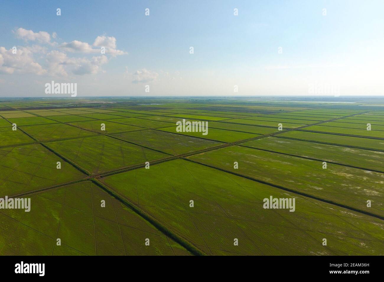 The rice fields are flooded with water. Flooded rice paddies. Agronomic ...