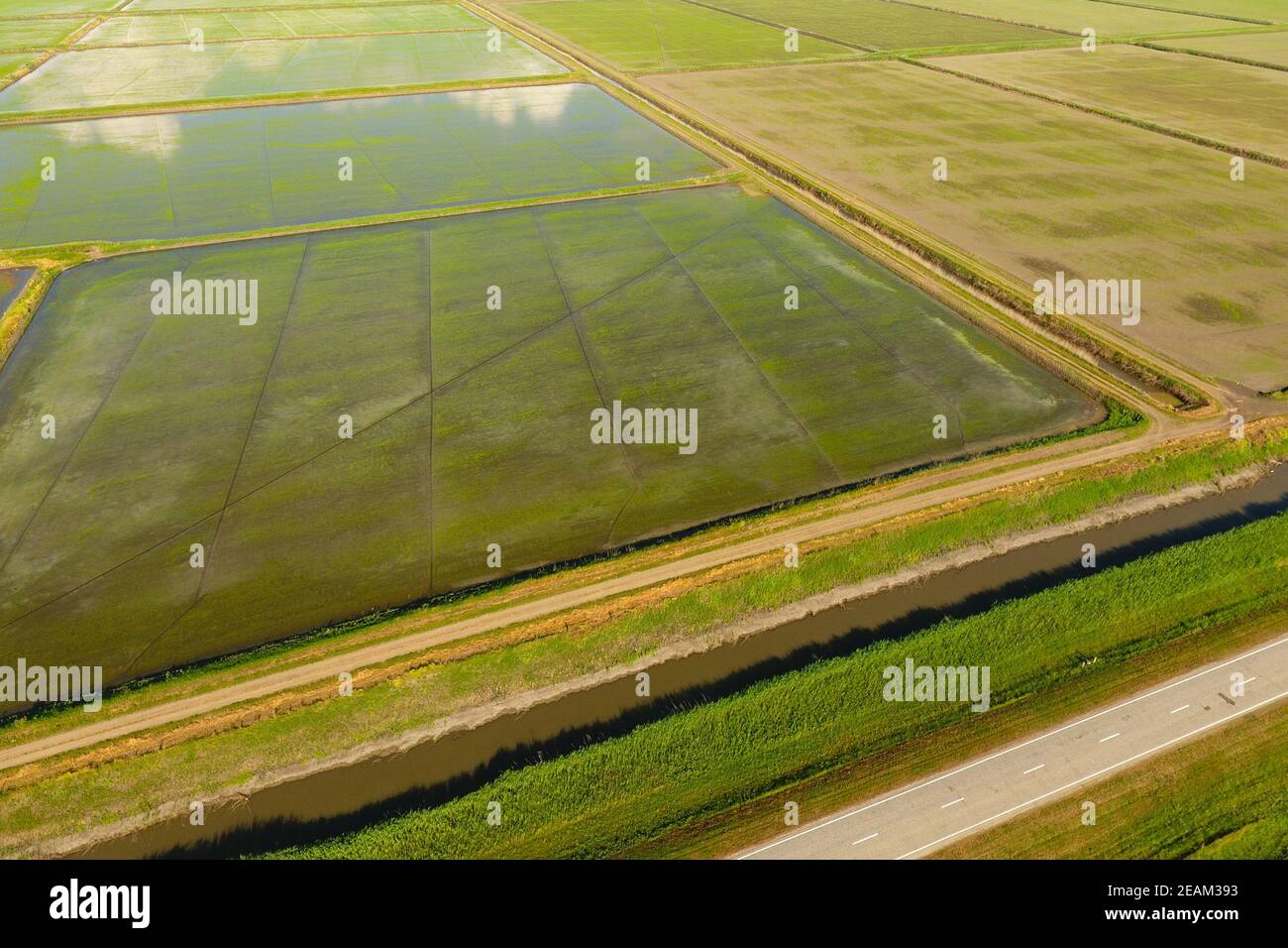 The rice fields are flooded with water. Flooded rice paddies. Agronomic ...