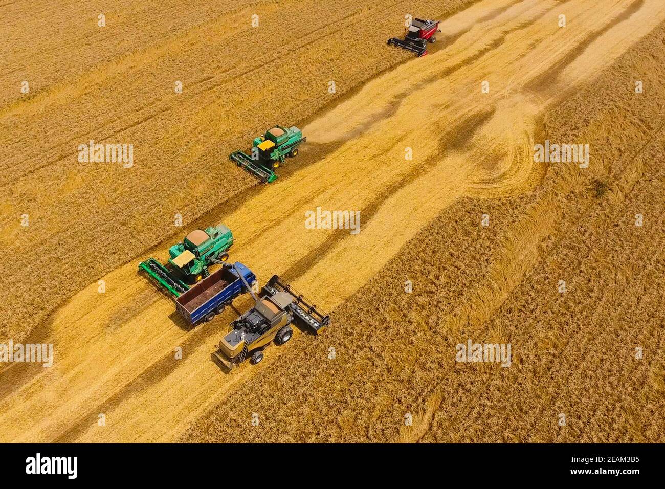 Harvesting wheat harvester. Agricultural machines harvest grain Stock Photo