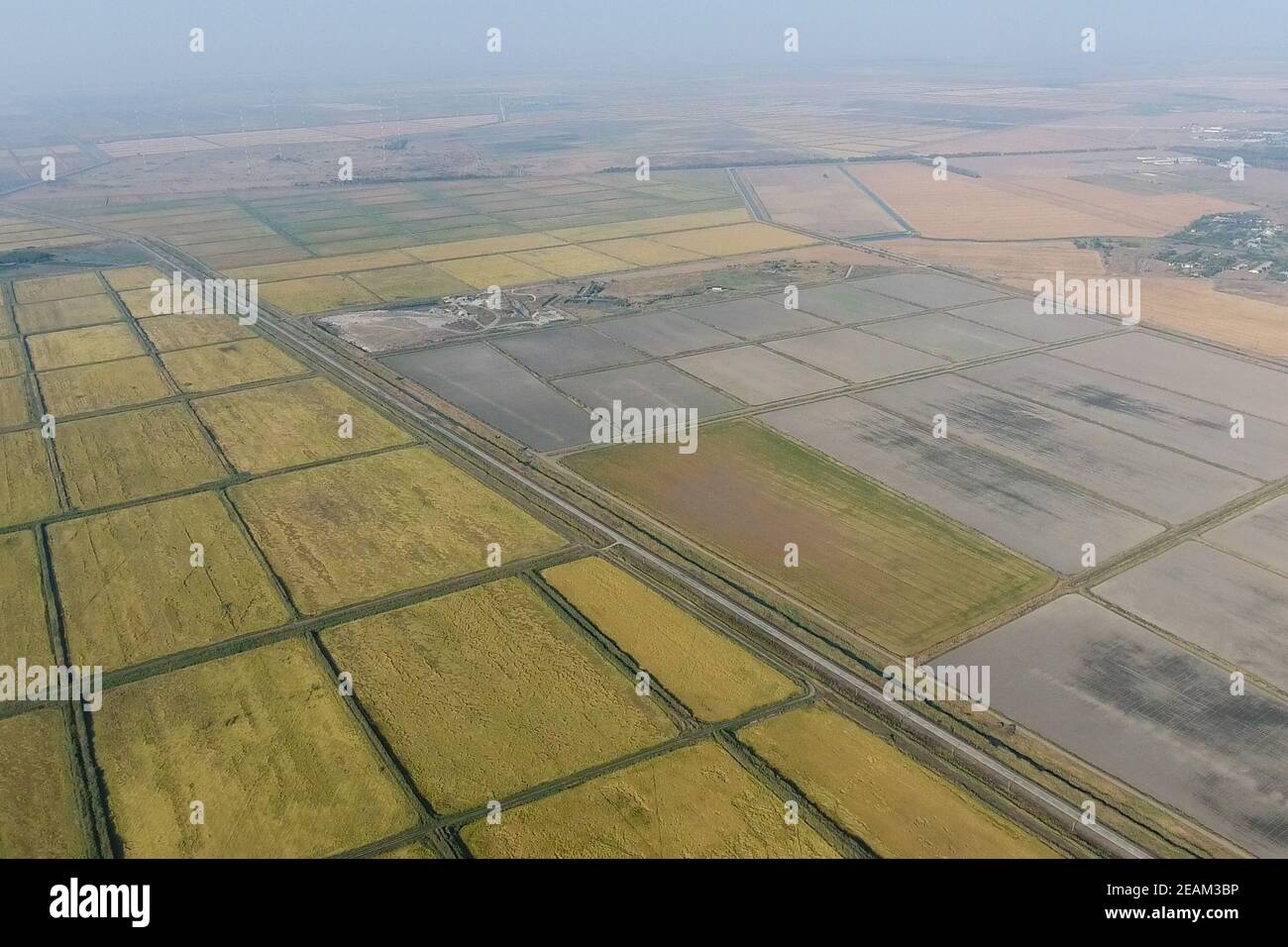 Growing rice on flooded fields. Ripe rice in the field, the begi Stock Photo
