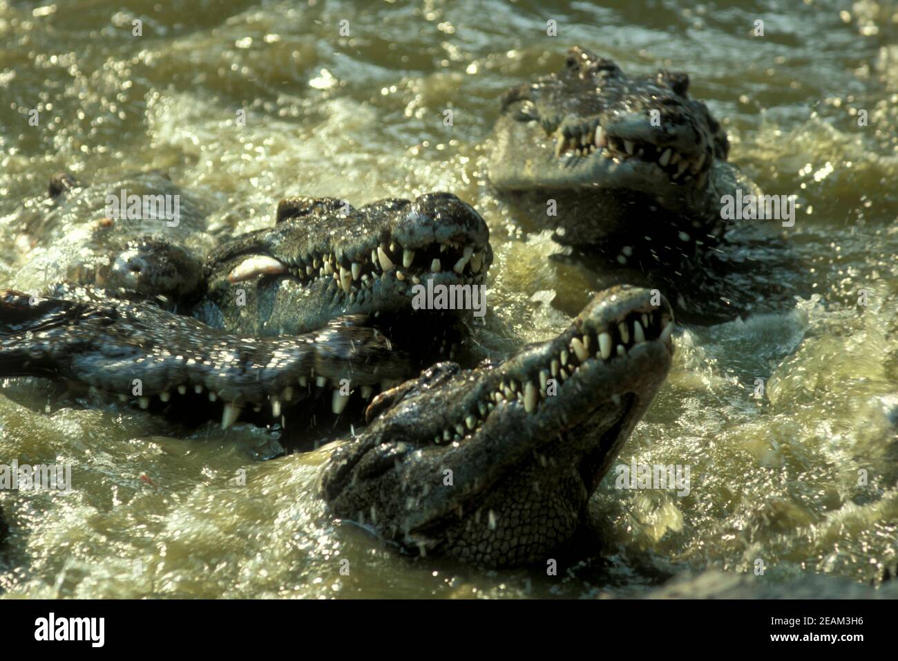 CAMBODIA SIEM REAP CROCODILE FARM Stock Photo