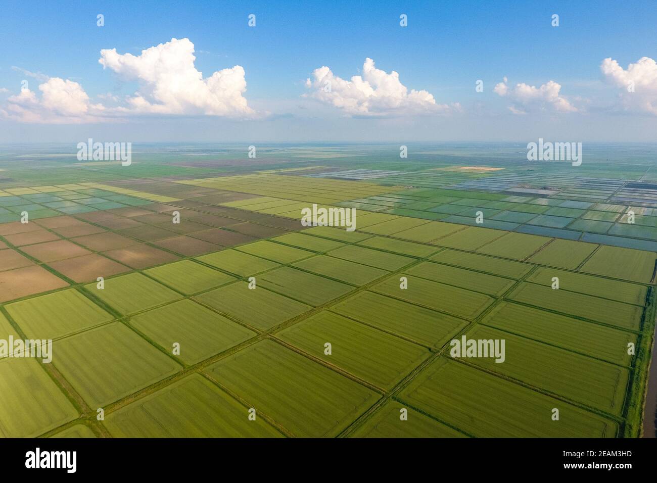 The rice fields are flooded with water. Flooded rice paddies. Agronomic ...