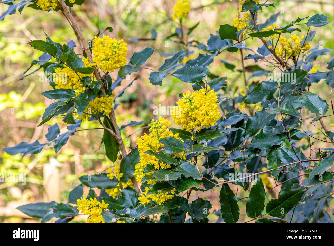 mahonia or oregon grape, Mahonia aquifolium Stock Photo