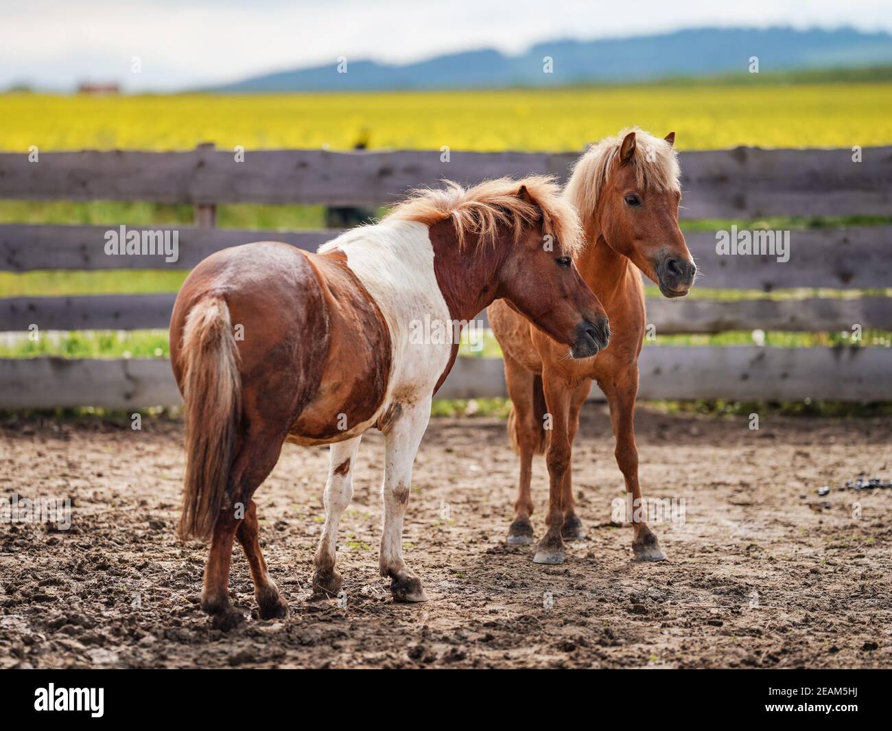Two small brown and white pony horses on muddy ground, blurred yellow field background Stock Photo