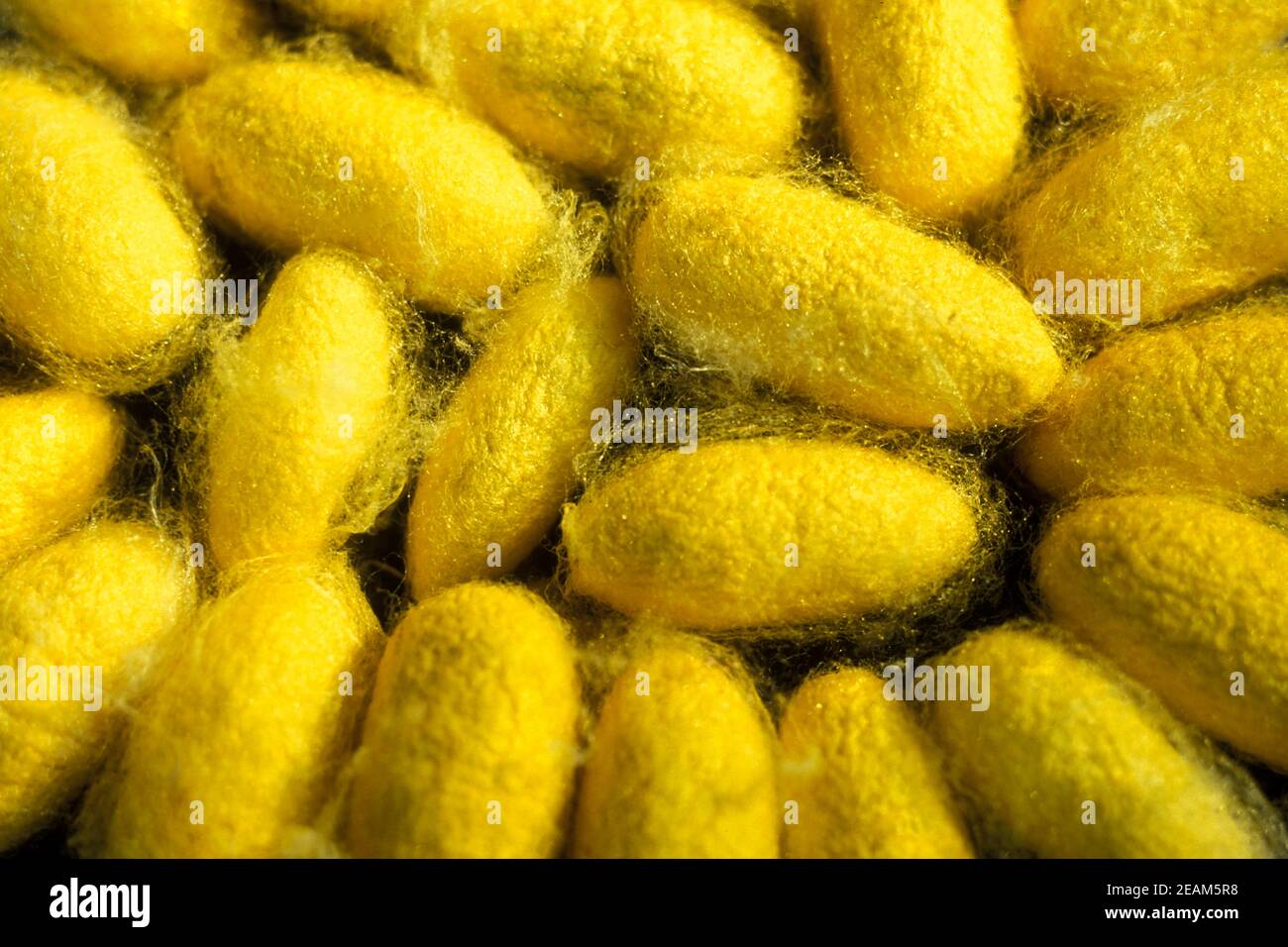 CAMBODIA PHNOM PENH SILK ISALND PRODUCTION Stock Photo