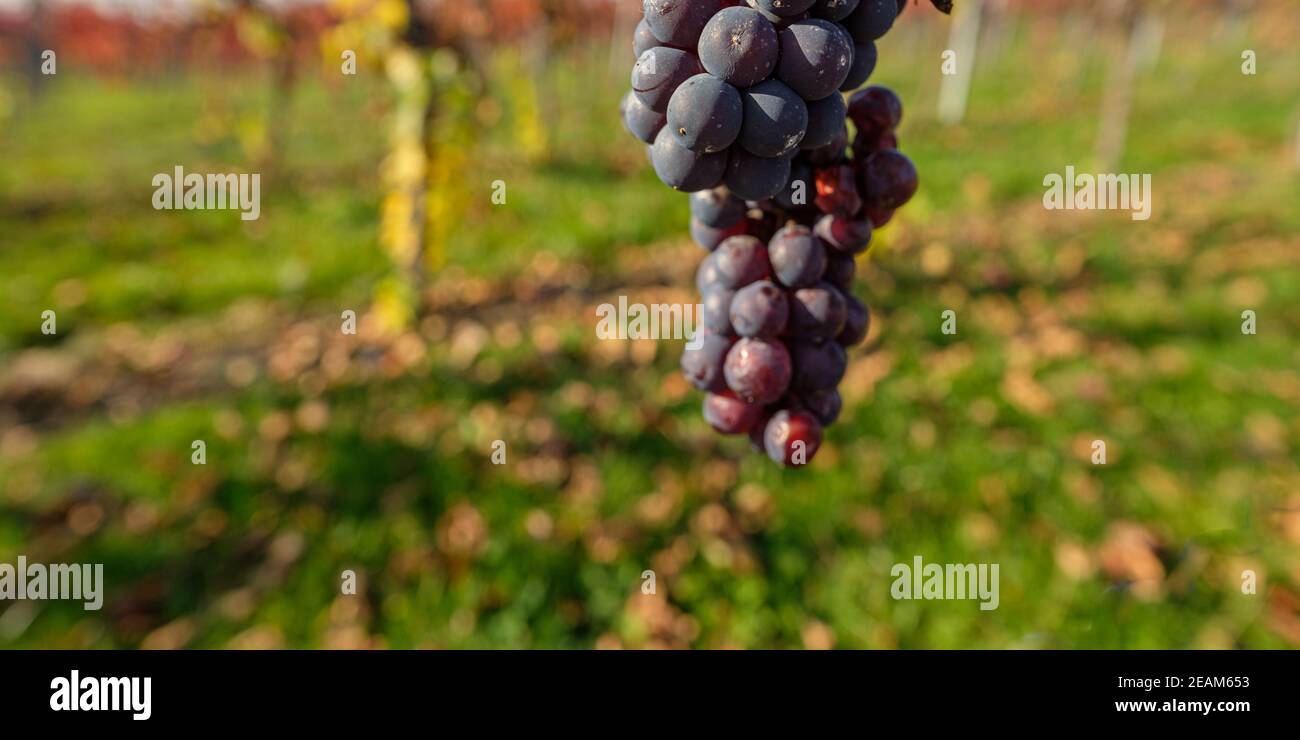 Red pinot noir grapes close-up Stock Photo