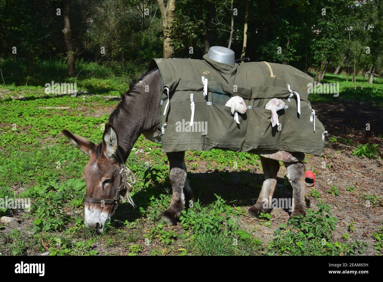 A donkey nanny carrying young lambs in special saddlebags. Bergamo ...