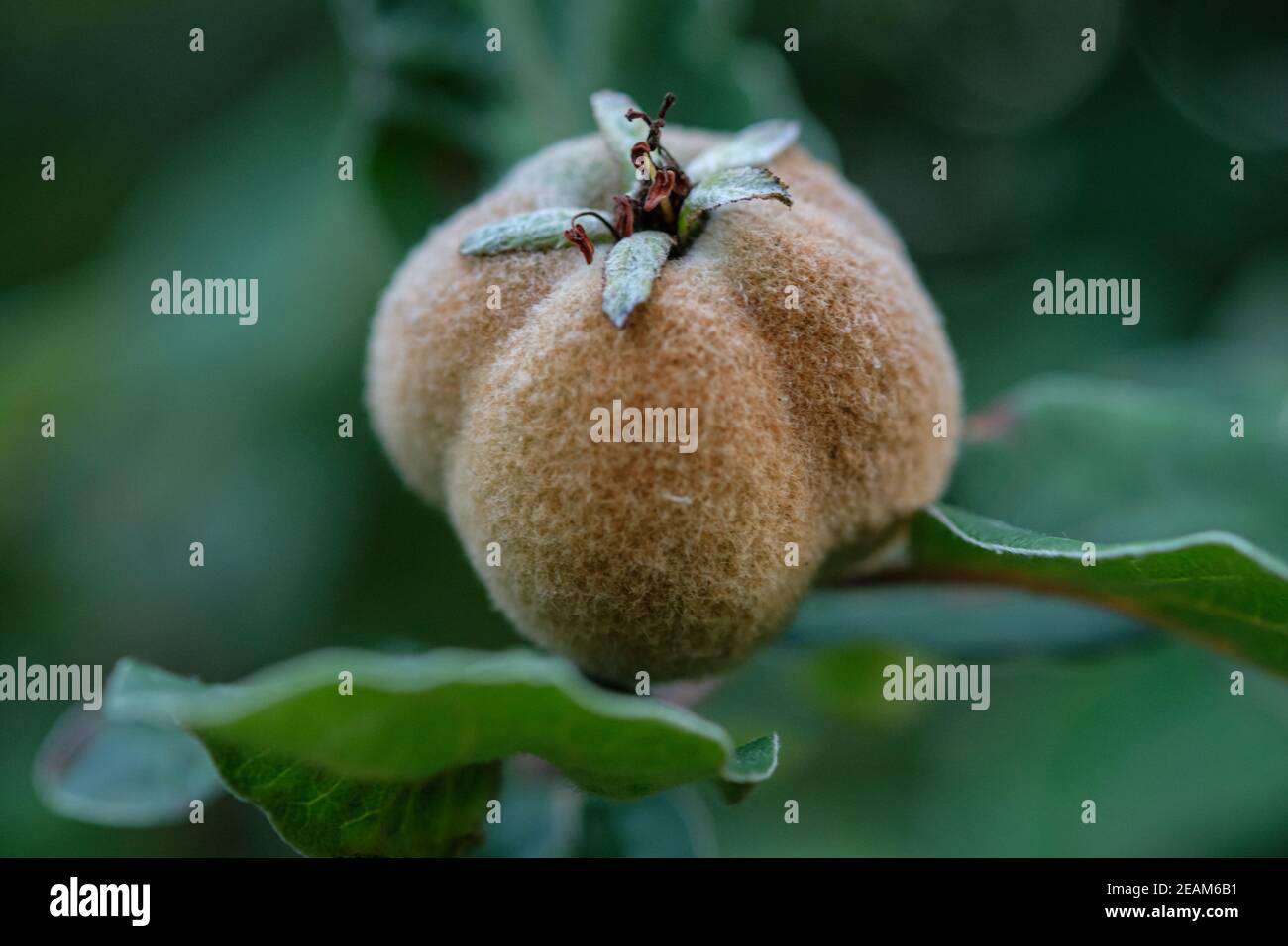 Close-up of hairy quince fruit Stock Photo